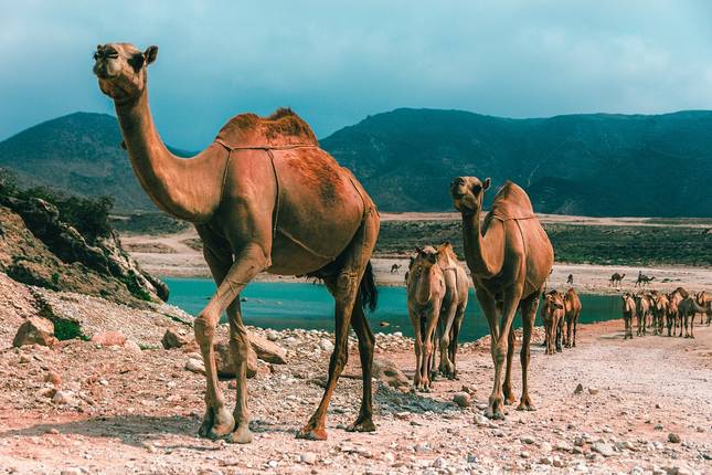 Best 10 Oman Tours & Trips HaniTravel Best Oman Tour