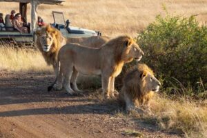 hani travel travel offers, ready tours 2025