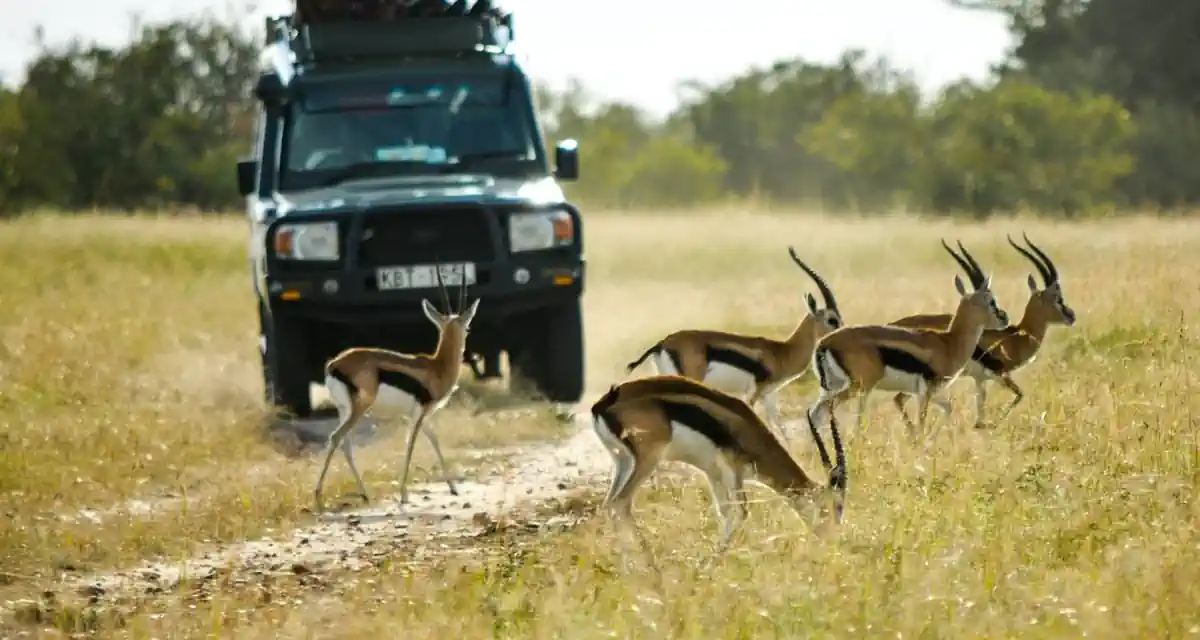 Amboseli & Masai Mara Kenya Budget 5 Days