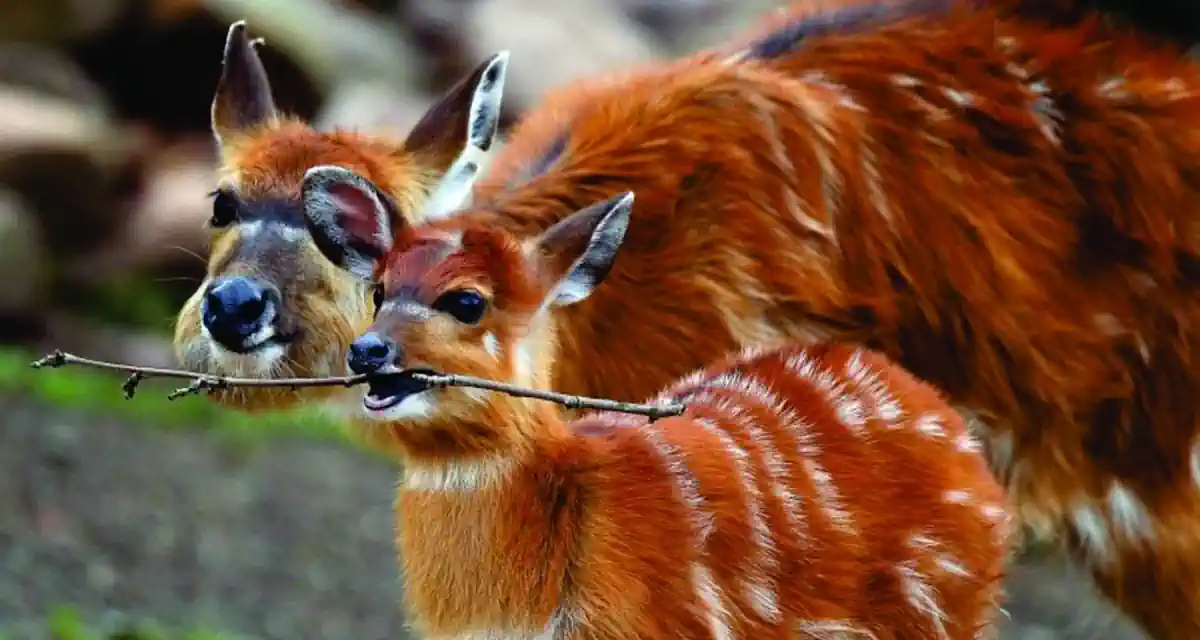 Kenya Budget Tours 6 Days