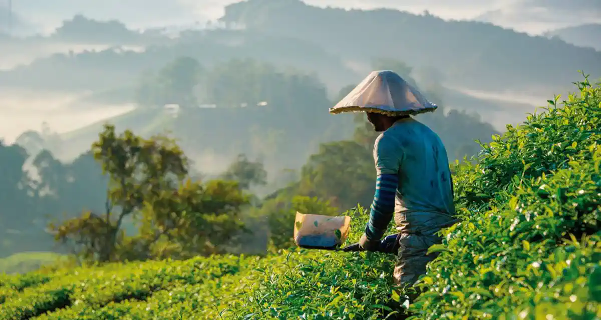 Malaysia 3 Days Cameron Highlands nature experience